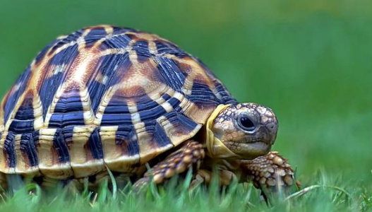 家里养乌龟对提升财运有帮助吗-360星座网