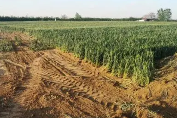 河北两村庄因建光伏电站毁百亩麦地，毁麦田建光伏发电是杀鸡取卵的行为吗？