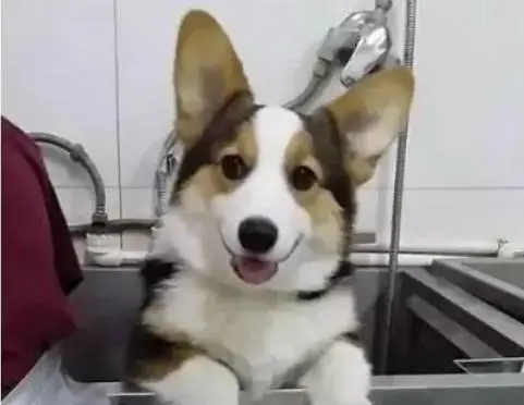 上海被打死柯基主人发声，没想到刚走就被打死了，居委的做法是否欠妥？