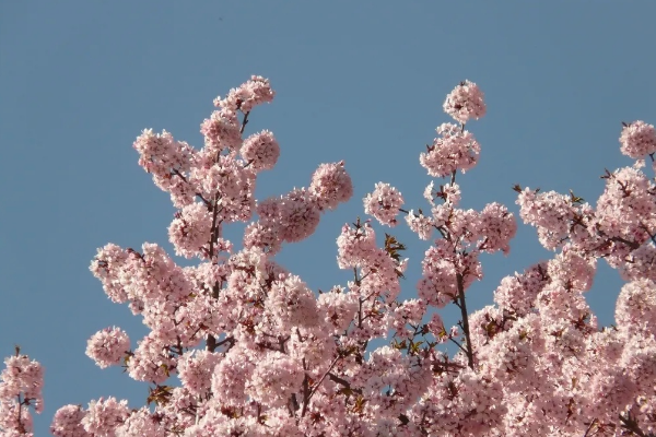 未增删版的《末班车后,胶囊旅馆樱花》翻译