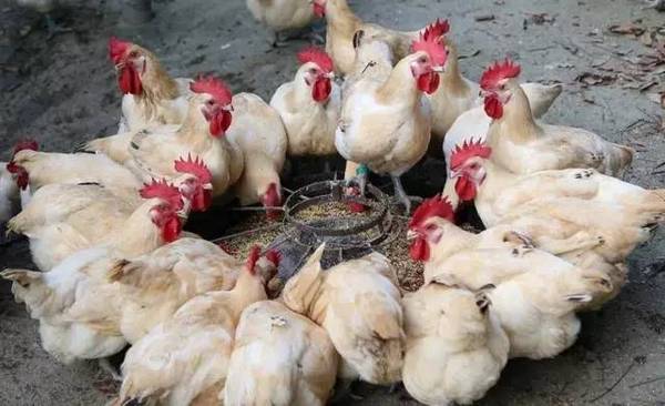 为什么说鸡脚神是煞神呢?