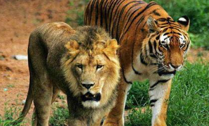 森林之王到底是老虎还是狮子？