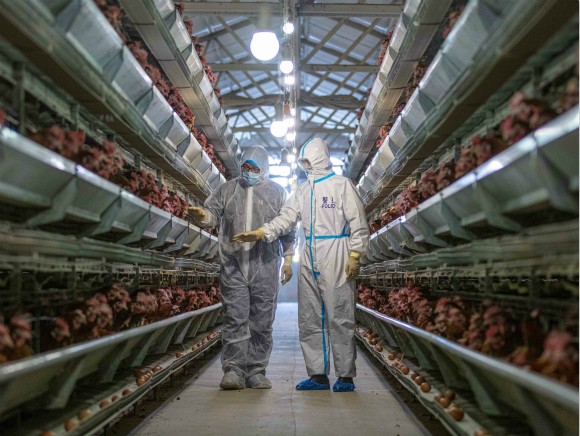 小果庄当初疫情时是怎么对待家养宠物的？