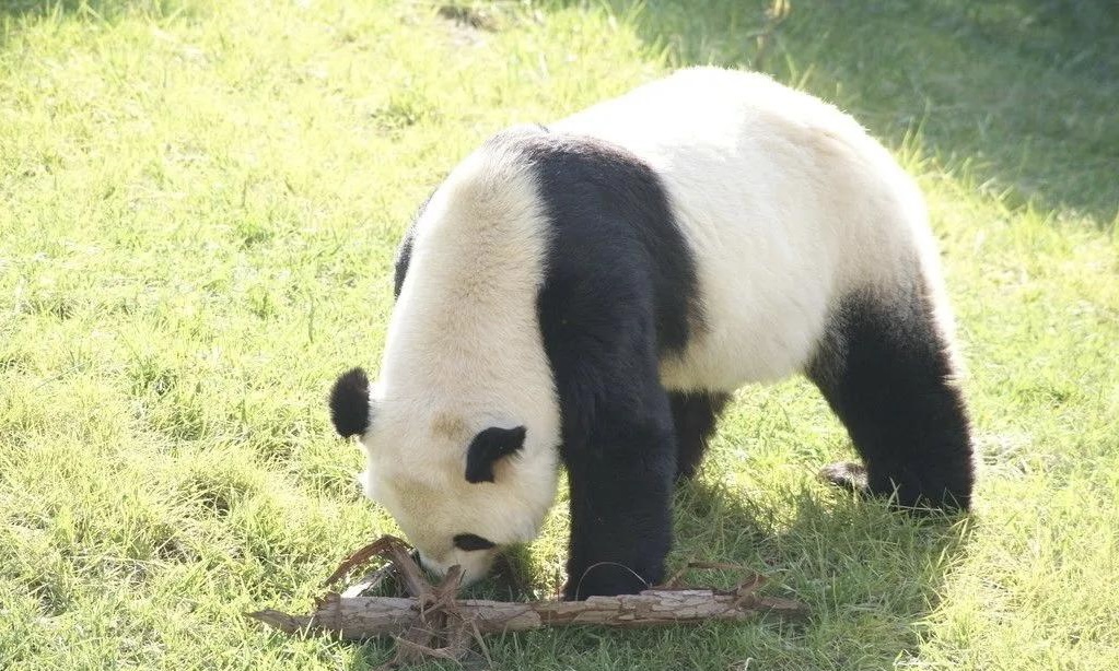 大熊猫“团团”已完成解剖，为何要对其进行解剖？
