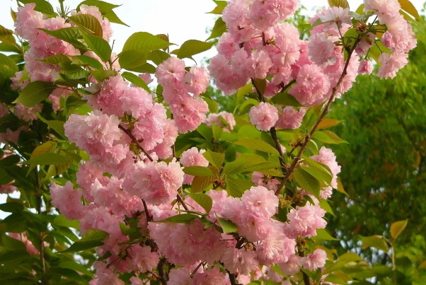 未增删版的《末班车后,胶囊旅馆樱花》翻译