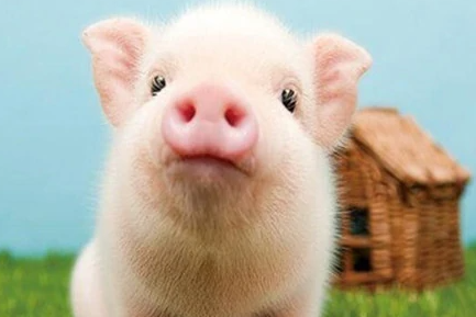 一往直前猜生肖