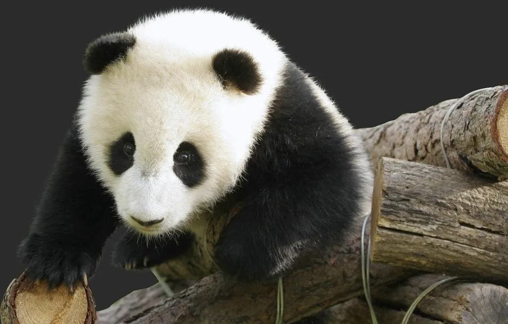 大熊猫“团团”已完成解剖，为何要对其进行解剖？