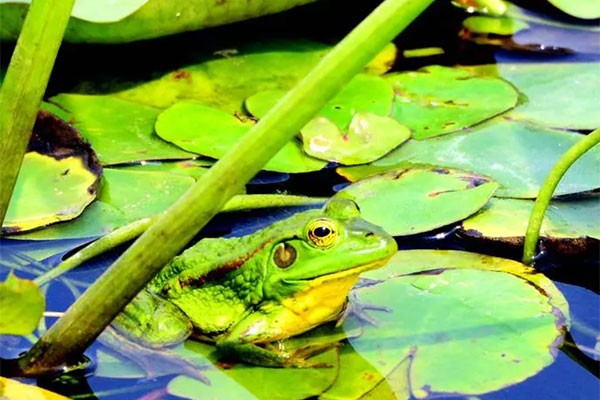 鱼跃鸟飞猜一动物