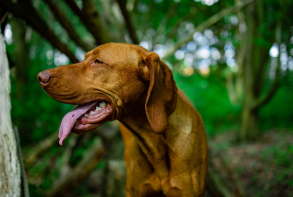 为什么人在开心时会伸出舌头，而且还喘气？