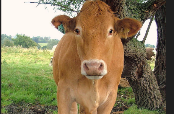 那个动物最容易挨饿受冻