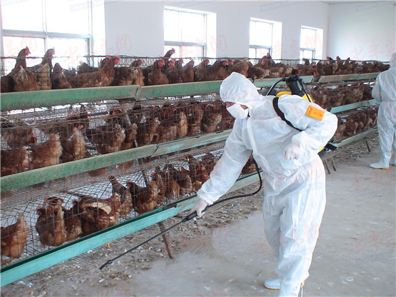 小果庄当初疫情时是怎么对待家养宠物的?