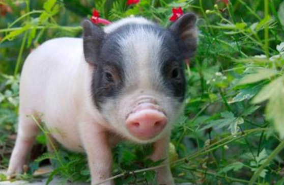 pig与swine有什么不同吗？