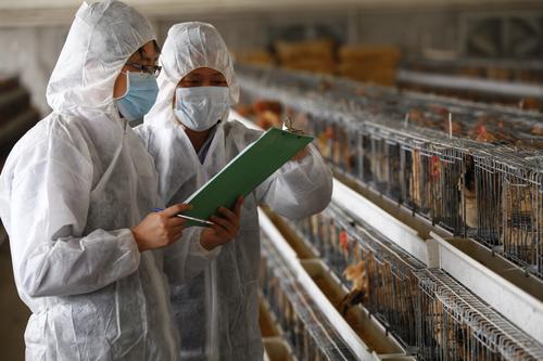 小果庄当初疫情时是怎么对待家养宠物的?