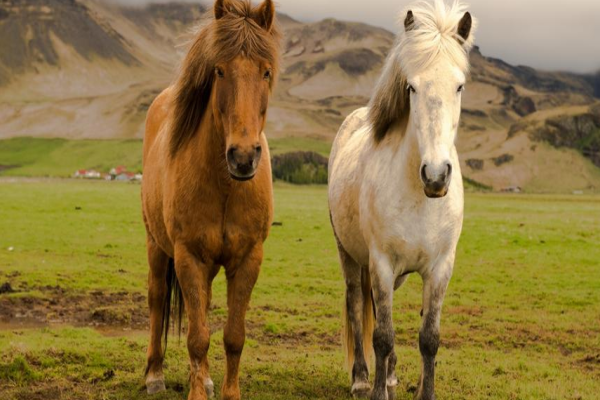 心荡神驰打一最佳生肖