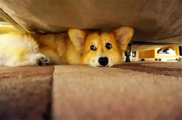 上海被打死柯基主人发声，没想到刚走就被打死了，居委的做法是否欠妥？