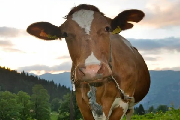 茁壮成长生肖是什么