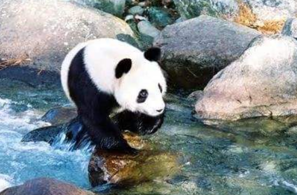 秦岭真墩墩已开始备战2026，这究竟是怎么回事？