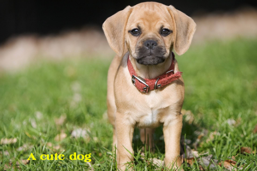 被cute到了是什么意思