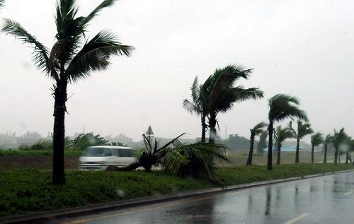 文昌一男子骑车外出,被台风刮倒的椰子树砸中身亡,谁来为他的死负责?