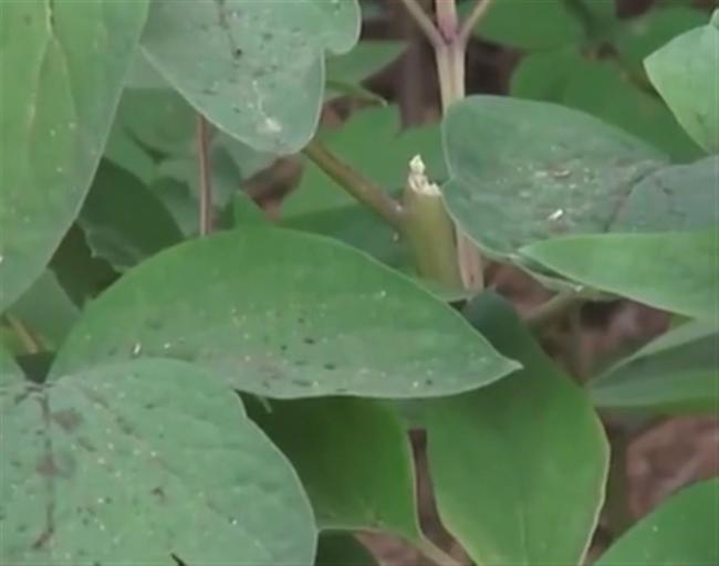 洛阳稀有绿牡丹被游客摘走，园区的安全管理是否存在漏洞？