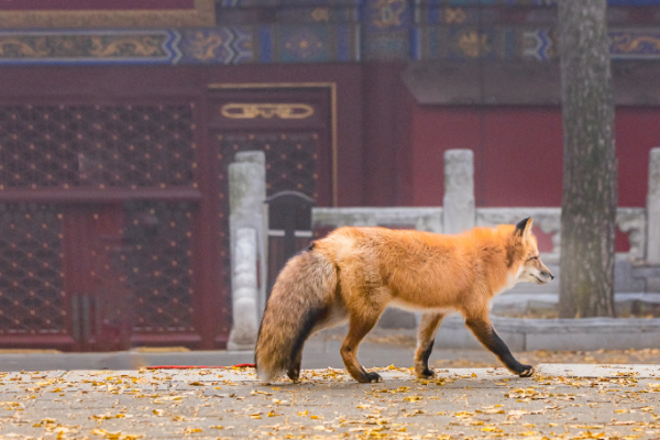 小狐狸频繁现身北京潭柘寺，在投喂小狐狸的时候该注意些什么？
