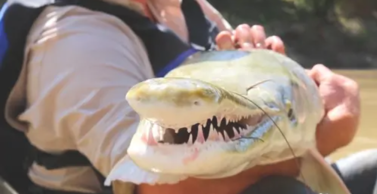 孔雀鱼为什么是鳄雀鳝的天敌