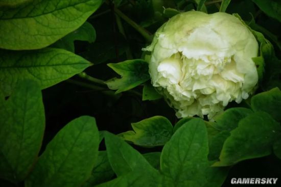 洛阳稀有绿牡丹被游客摘走，园区的安全管理是否存在漏洞？