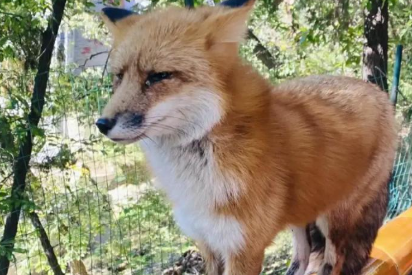 小狐狸频繁现身北京潭柘寺,在投喂小狐狸的时候该注意些什么?