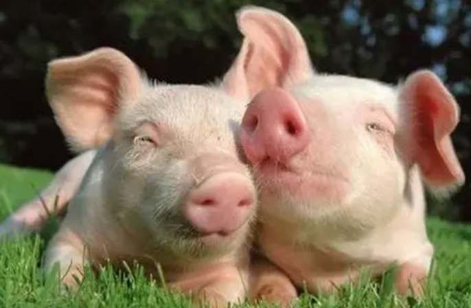 白吃干饭打一动物生肖