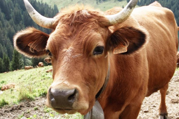 茁壮成长生肖是什么