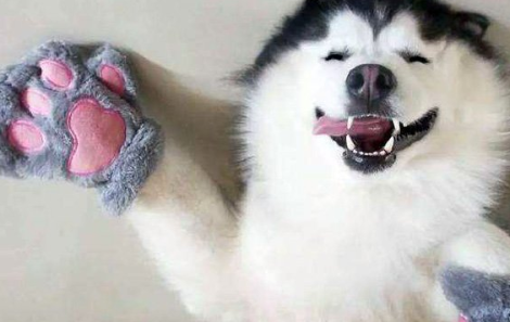 微笑狗恐怖事件死了多少人事件原图为什么吓人