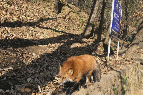 小狐狸频繁现身北京潭柘寺,在投喂小狐狸的时候该注意些什么?