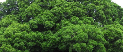 广州砍伐榕树事件的来龙去脉是什么？