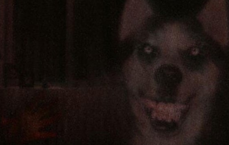 微笑狗恐怖事件死了多少人事件原图为什么吓人