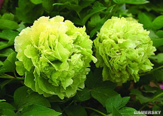 洛阳稀有绿牡丹被游客摘走，园区的安全管理是否存在漏洞？