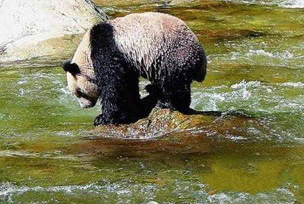 秦岭真墩墩已开始备战2026,这究竟是怎么回事?