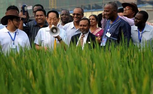 袁隆平77岁曾走遍上海超级稻农田，超级稻现在亩产量能达到多少？