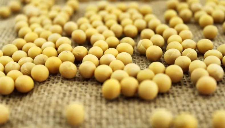 武汉采购360吨黄豆来抗洪，抗灾为啥要用黄豆？