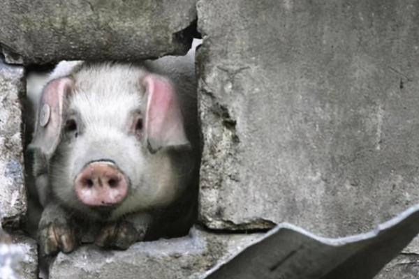 博物馆考虑对“猪坚强”实施安乐死，博物馆为什么要这么做？