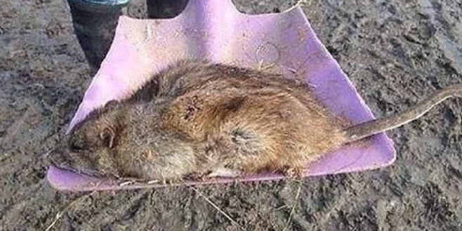 河南一村庄18人疑鼠药中毒，是意外还是人为？