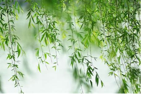 柳户花门的意思