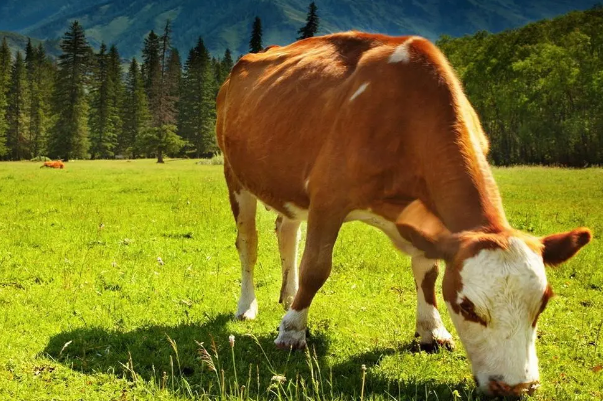 直道守节形容什么动物