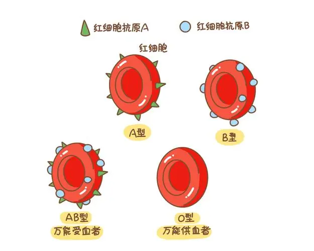 牛顿的血型是什么呢？