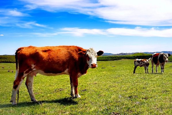 直道守节形容什么动物