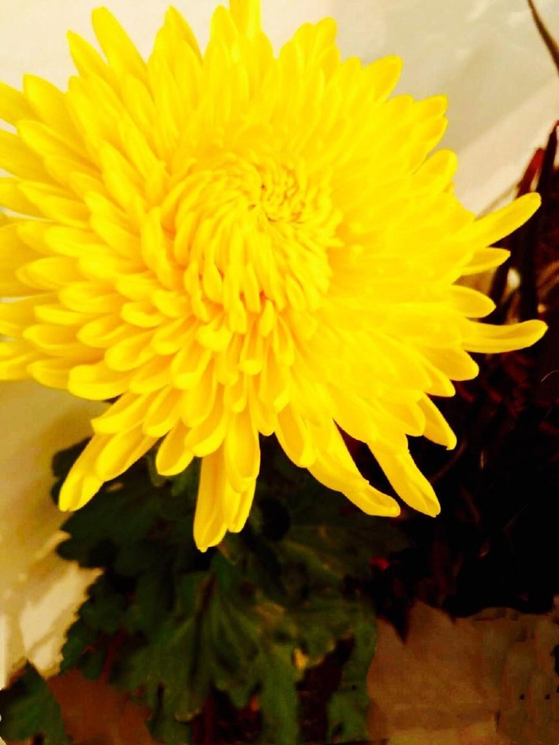 满城尽带黄金甲指的是哪一种花? A 迎春花 B 菊花 C 太阳花 D 腊梅