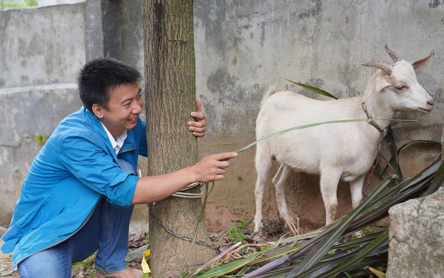 禁野2年后的华农兄弟，承包全村土地主业变成养羊，未来的前景如何？