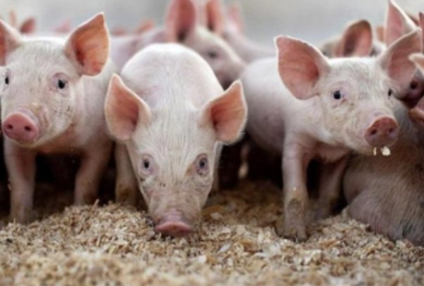 胆破心惊是什么动物