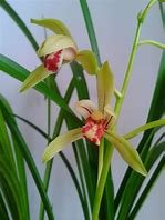 “欧洲兰” 花怎么养？