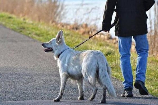 安阳“狗咬人”事件中的被免者是什么身份?