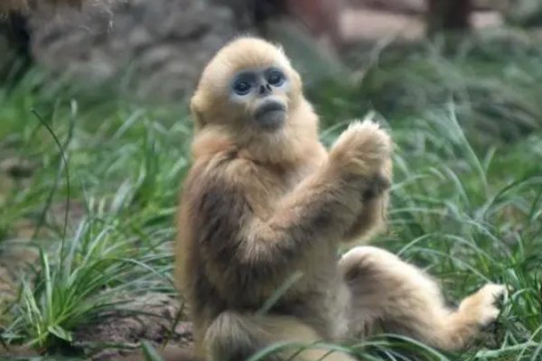 白吃干饭指什么动物生肖正确答案